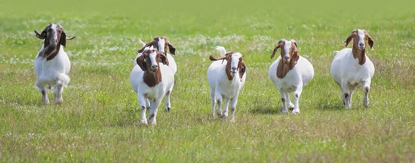 Boer Goats Walking Farm Field Canada — стоковое фото