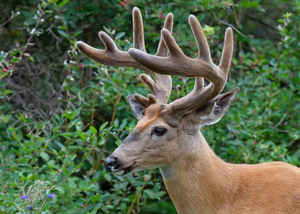 White Tailed Deer Buck Early Morning Light Velvet Antlers Walking —  Fotos de Stock