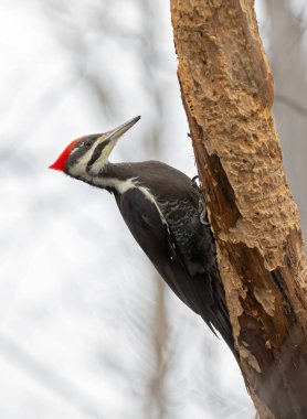 Female Pileated woodpecker on side of tree hunting for a meal in the forest in late autumn