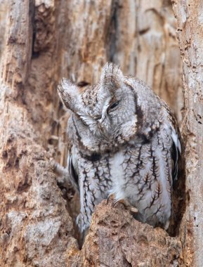 Doğu cırtlak baykuşu, Kanada 'da ağaçtaki yuvasından av için gözlerini açık tutuyor.