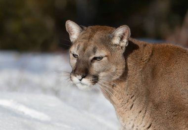 Puma ya da Dağ Aslanı (Puma concolor) kış karında kayalık dağın tepesine yakın çekim yapar.