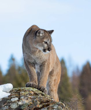Puma ya da dağ aslanı (Puma concolor) kışın karlı dağlarda yürür..