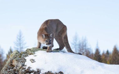 Puma ya da dağ aslanı (Puma concolor) kışın karlı dağlarda yürür..