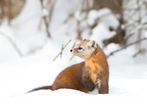 Pine Marten Standing Winter Snow Next Tree Algonquin Park Canada — Fotografia de Stock