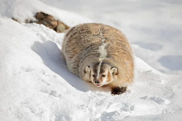 American Badger Taxidea Taxus Walking Winter Snow — Photo