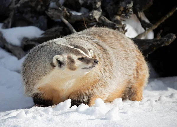 American Badger Taxidea Taxus Walking Winter Snow — Photo