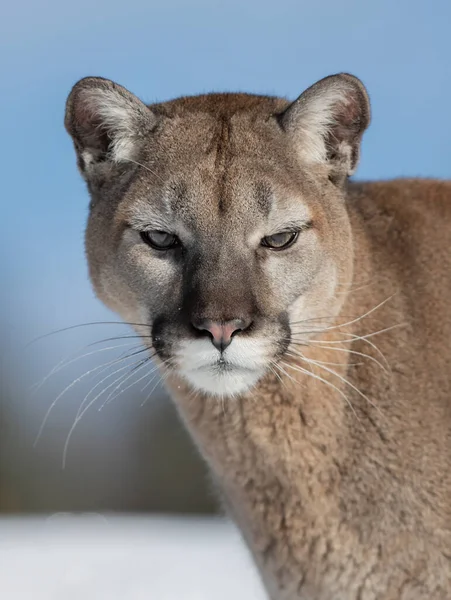 Cougar Oder Berglöwe Puma Concolor Nahaufnahme Winterschnee — Stockfoto