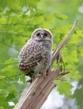 Parmaklıklı baykuş Kanada 'da ormanın alçak bir dalına tünemiş.