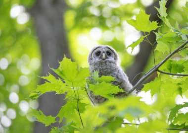 Parmaklıklı baykuş Kanada 'da bir ormanın dalına tünemiş.