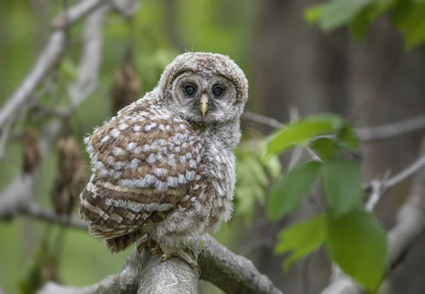 Barred Owl Owlet Perched Low Branch Forest Canada — Stock Photo, Image