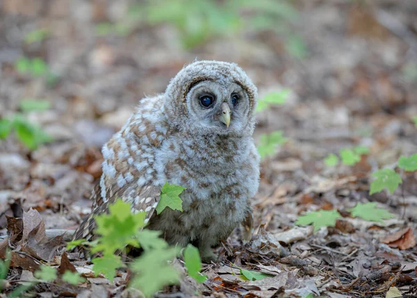 Steinkauz Fiel Gerade Von Einem Baum Und Ruht Nun Auf — Stockfoto