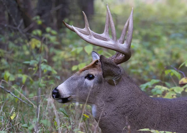 Portrait Cerf Virginie Marchant Dans Prairie Durant Ornière Automnale Canada — Photo