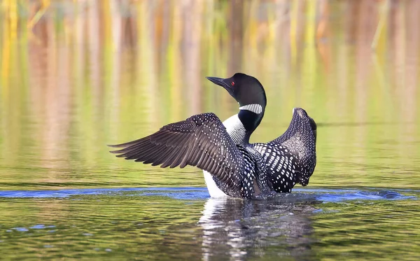 Common Loon Breaching Water Stretch Dry Its Feathers Morning White — Stock Photo, Image