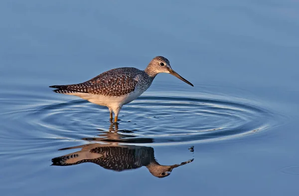 Maior Reflexão Pássaros Yellowlegs Uma Lagoa Ottawa Canadá — Fotografia de Stock