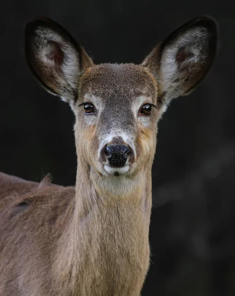 Ein Weibliches Weißschwanzhirsch Steht Alarmbereitschaft Vor Schwarzem Hintergrund Auf Einem — Stockfoto