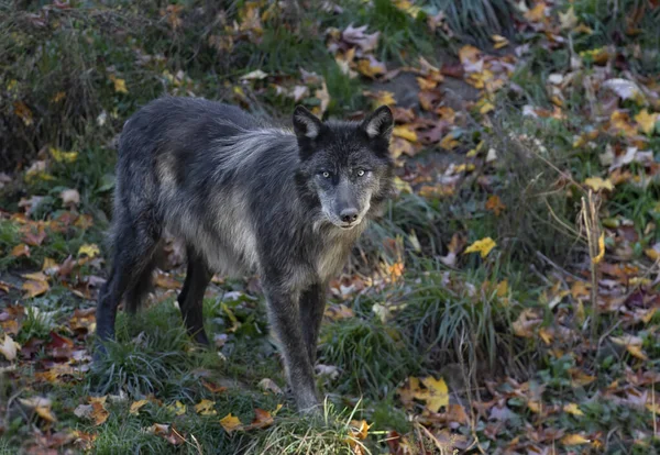 Solitario Lobo Negro Caminando Por Bosque Otoño Canadá — Foto de Stock
