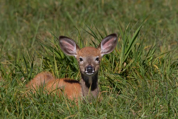 加拿大秋天 白尾鹿小鹿在草地上休息 — 图库照片