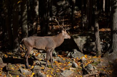 Red deer with large antlers walking in the forest in autumn in Canada
