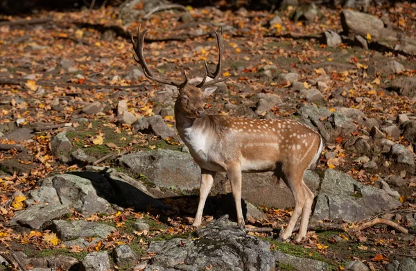 Fallow Rusa Buck Dengan Tanduk Besar Berdiri Hutan Musim Gugur — Stok Foto