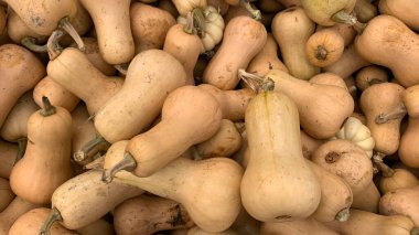 Kanada 'da serin bir sonbahar gününde çiftçi pazarından taze tereyağı ezmesi.