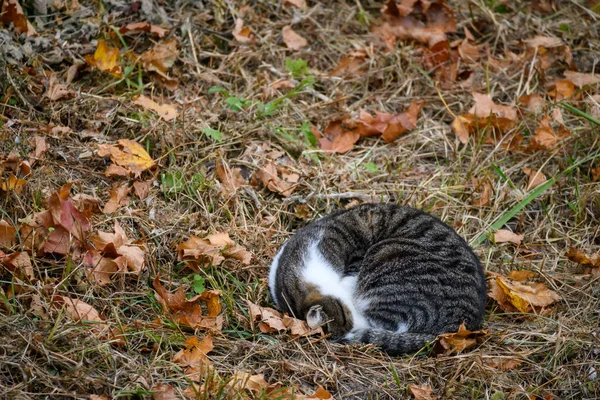 Γάτα Κοιμάται Στο Έδαφος — Φωτογραφία Αρχείου