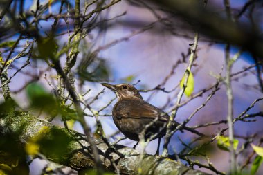 Seçici odak fotoğrafı. Karatavuk kuşu, Turdus merula.
