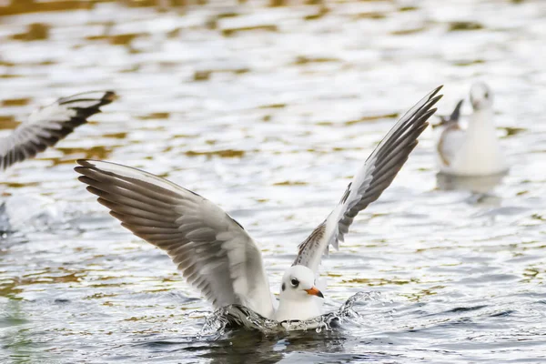 Vögel Kämpfen Nahrung Wasser — Stockfoto