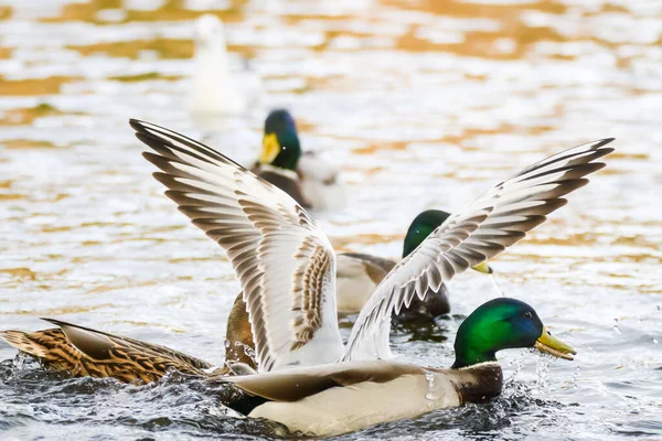 Vögel Kämpfen Nahrung Wasser — Stockfoto