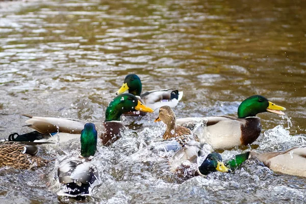 Vögel Kämpfen Nahrung Wasser — Stockfoto