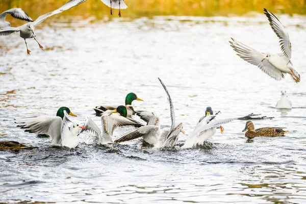 Vögel Kämpfen Nahrung Wasser — Stockfoto