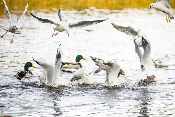 Πουλιά Που Αγωνίζονται Για Τροφή Στο Νερό — Φωτογραφία Αρχείου