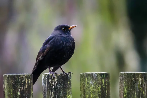 Selective Focus Photo Common Blackbird Turdus Merula Sitting Fence Garden — Stock Photo, Image