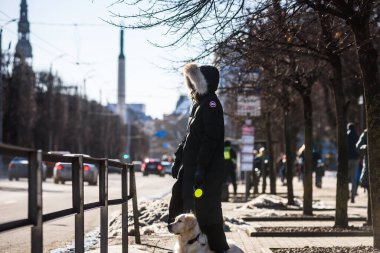 RIGA, LATVIA. 27 Şubat. Seçici odak fotoğrafı. Sokakta sahibi olan av köpeği..