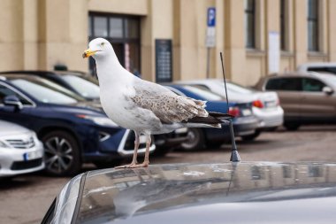 RIGA, LATVIA. 3 Nisan 2021. Seçici odak fotoğrafı. Arabada martı kuşu var..