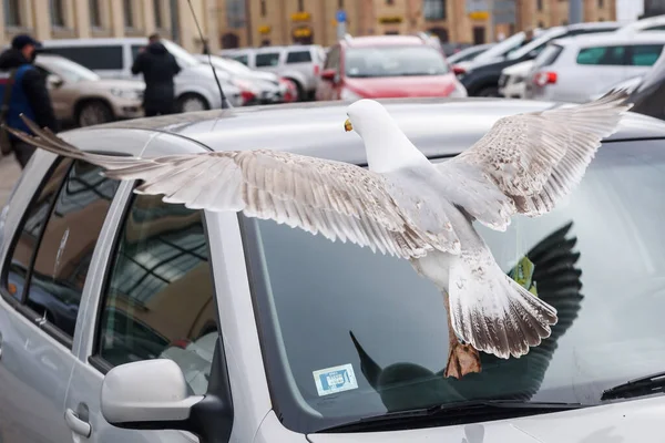 Riga Latvia Abril 2021 Foto Enfoque Selectivo Pájaro Gaviota Coche — Foto de Stock