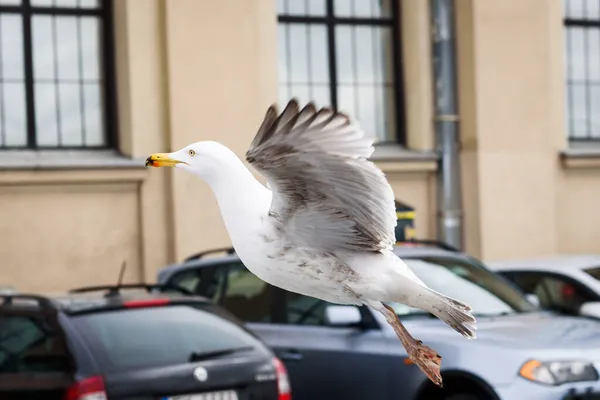 Riga Latvia Aprilie 2021 Focalizare Selectivă Pasăre Pescăruș Mașină — Fotografie, imagine de stoc