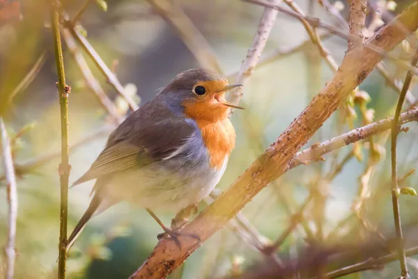 Selective Focus Photo European Robin Bird Singing Erithacus Rubecula — Stock Photo, Image