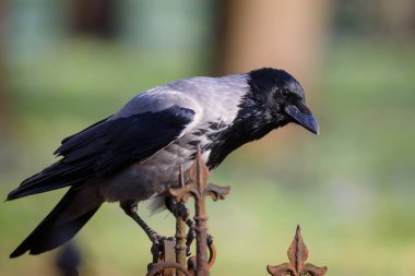Seçici odak fotoğrafı. Gri karga kuşları, Corvus tristis parkta.