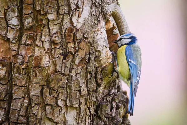 Selective Focus Photo Blue Tit Bird Tree Trunk — 图库照片