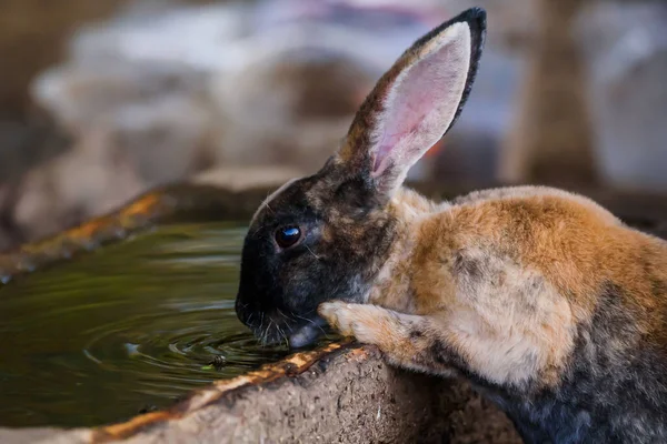 Photo Mise Point Sélective Lapin Boit Eau — Photo