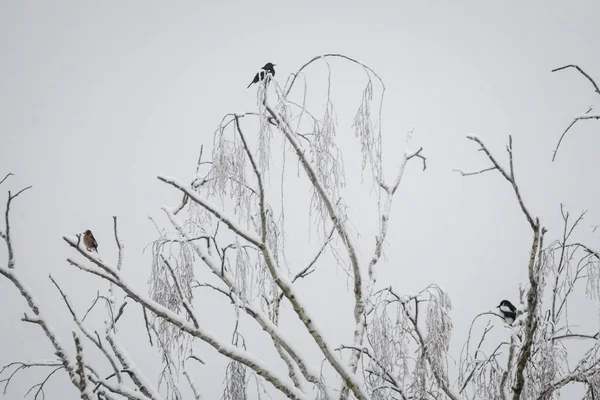 Seçici Odak Fotoğrafı Buzlu Ağaçtaki Kuşlar — Stok fotoğraf
