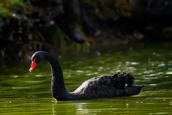 Selektivní Zaostření Fotografie Černé Labutě Rybníka — Stock fotografie