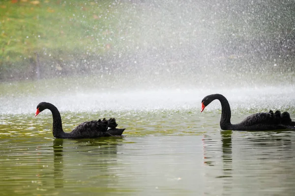 Selective Focus Photo Black Swans Pond — Stockfoto