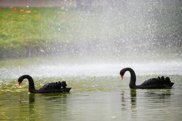 Selective Focus Photo Black Swans Pond — Stockfoto