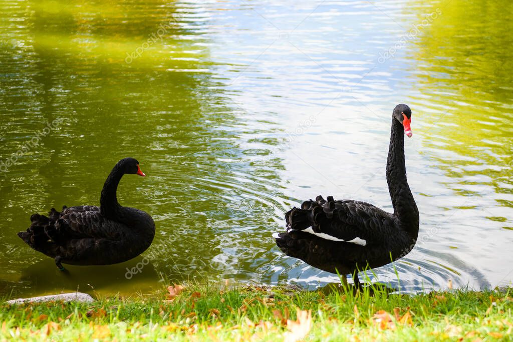 Selective focus photo. Black swans at pond.