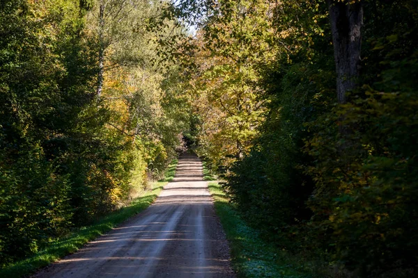 Selective Focus Photo Forest Road — Stock Photo, Image