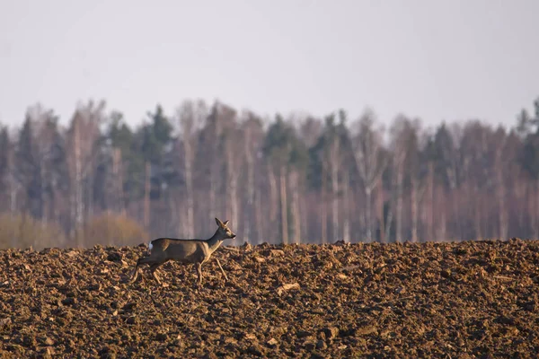 Selective Focus Photo Roe Deer Agriculture Field — Stock Photo, Image