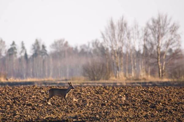 Selective Focus Photo Roe Deer Agriculture Field — Stock Photo, Image