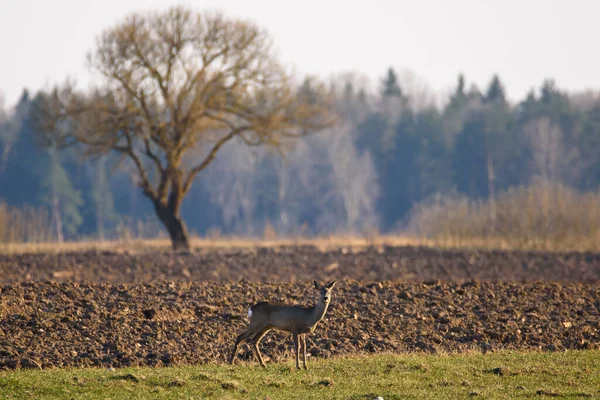 Selective Focus Photo Roe Deer Agriculture Field — Foto Stock