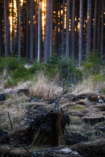 Selektive Fokussierung Foto Sonnenuntergang Wald — Stockfoto